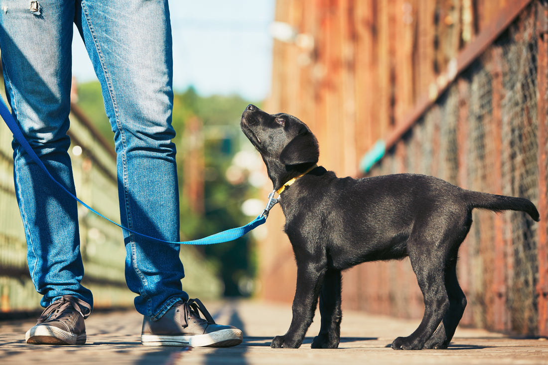 Can I walk my dog 30 minutes after eating?