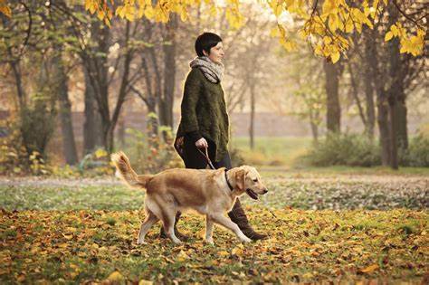 Tips for dog walkers