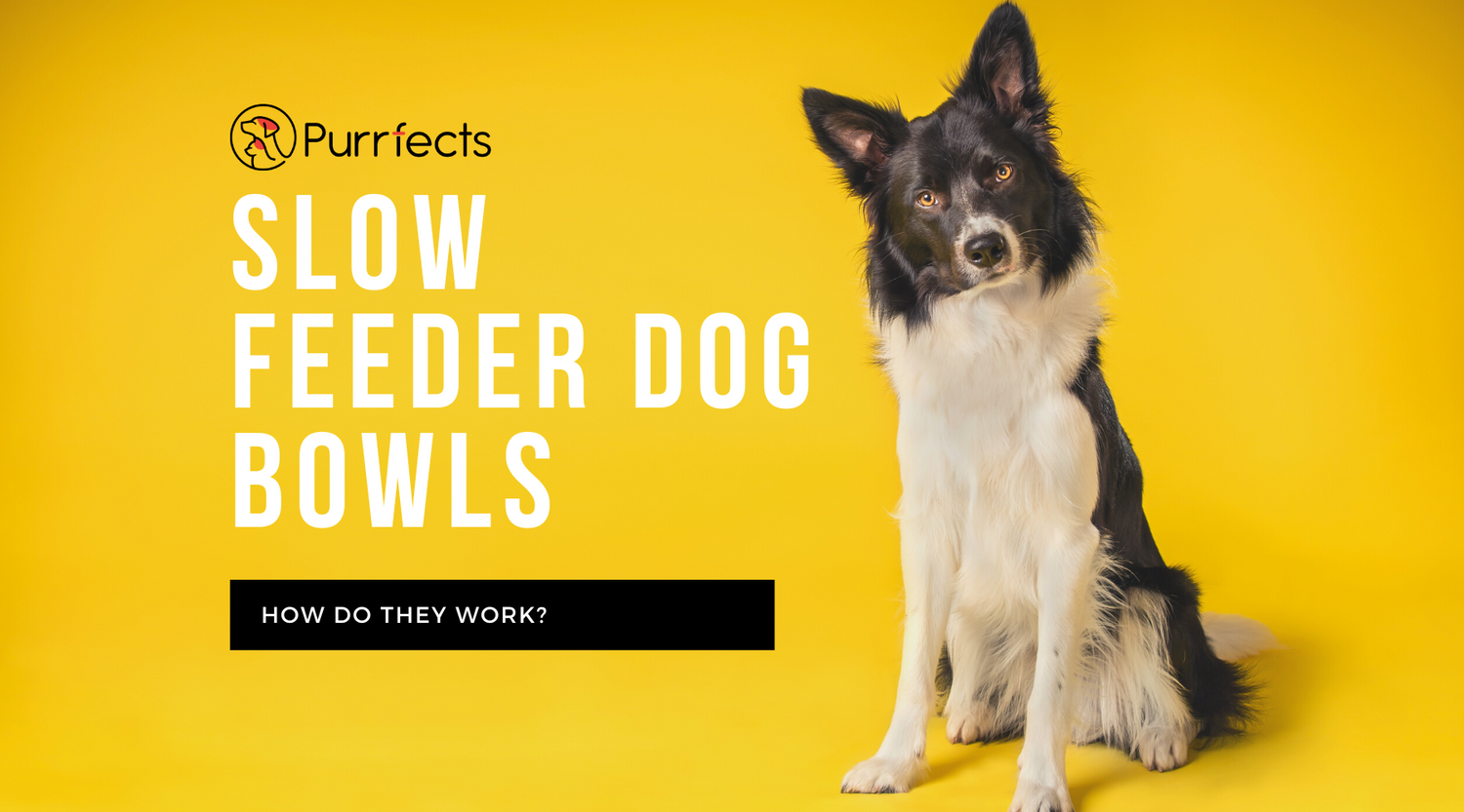 How do slow feeder dog bowls work? Purrfects