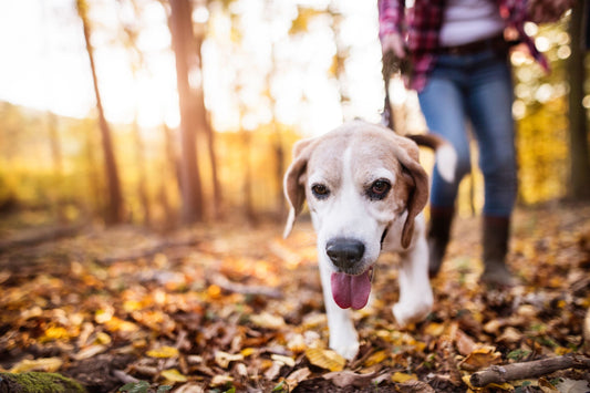 What temperature is too hot to walk a dog in the UK?